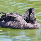 Pechvogel / Trauerschwan ....