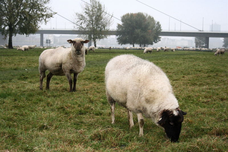 Pecore a Düsseldorf