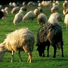 Pecore al pascolo - Sardegna