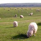 Pecore in Oltenia (Romania, 2008)