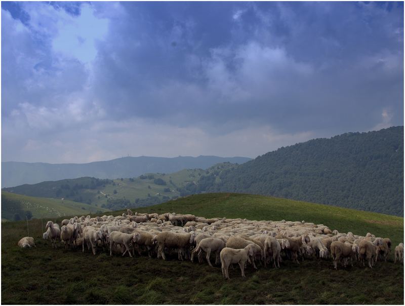 PECORE SUL CANSIGLIO