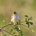 Pectoral patch cisticola