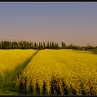 Pedalando lungo la Piave vecchia...2