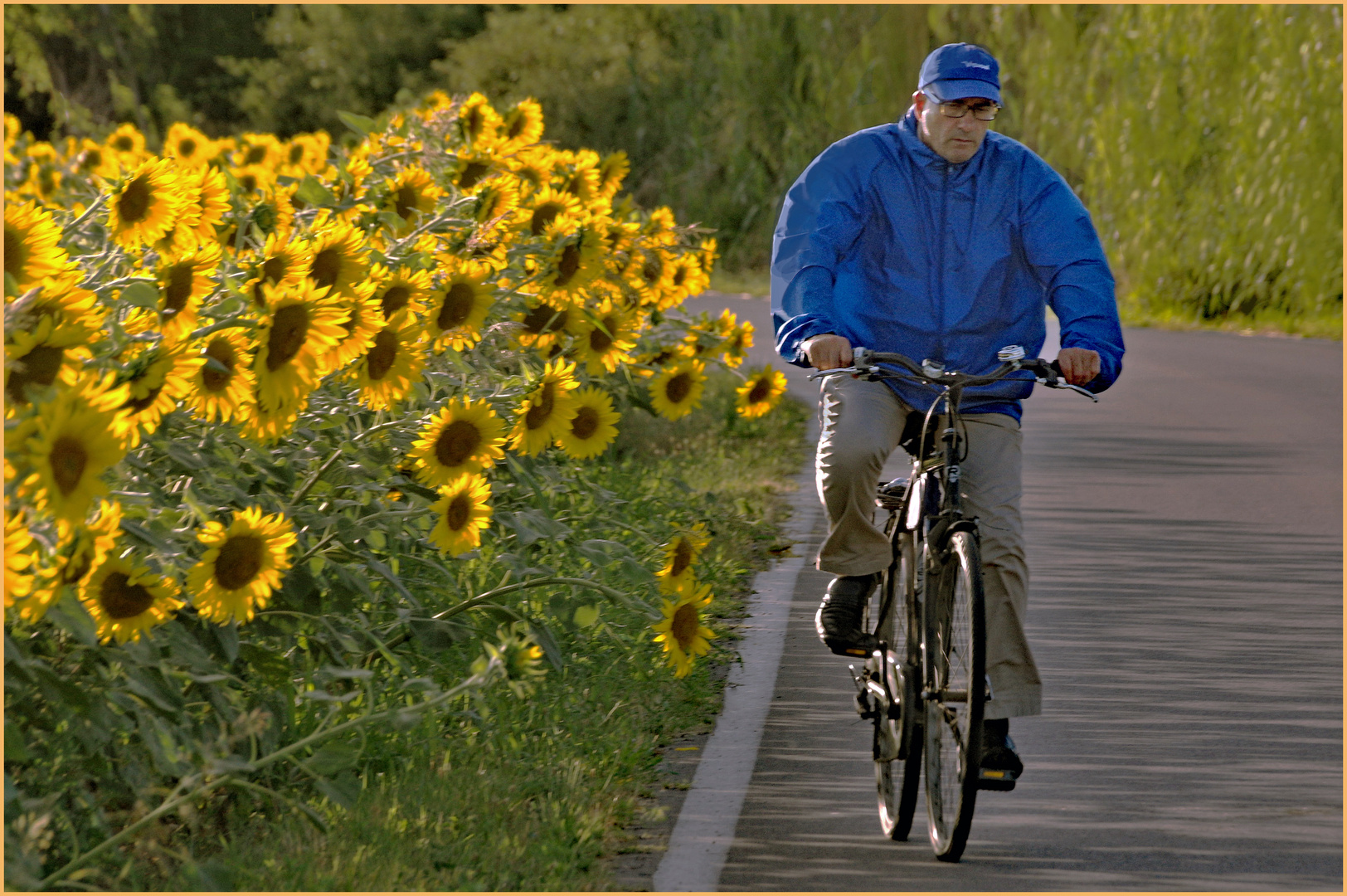 pédaler au milieu des champs de  Tournesols....