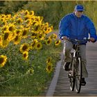 pédaler au milieu des champs de  Tournesols....