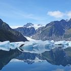 Pedersen Gletscher im Kenai - Fjord