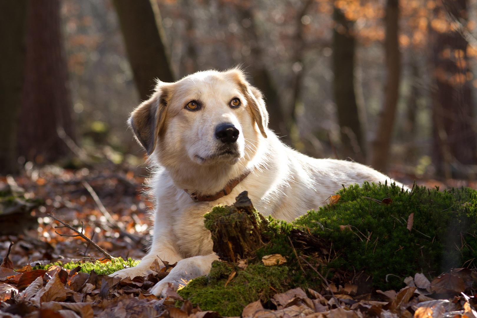 Pedi im Wald