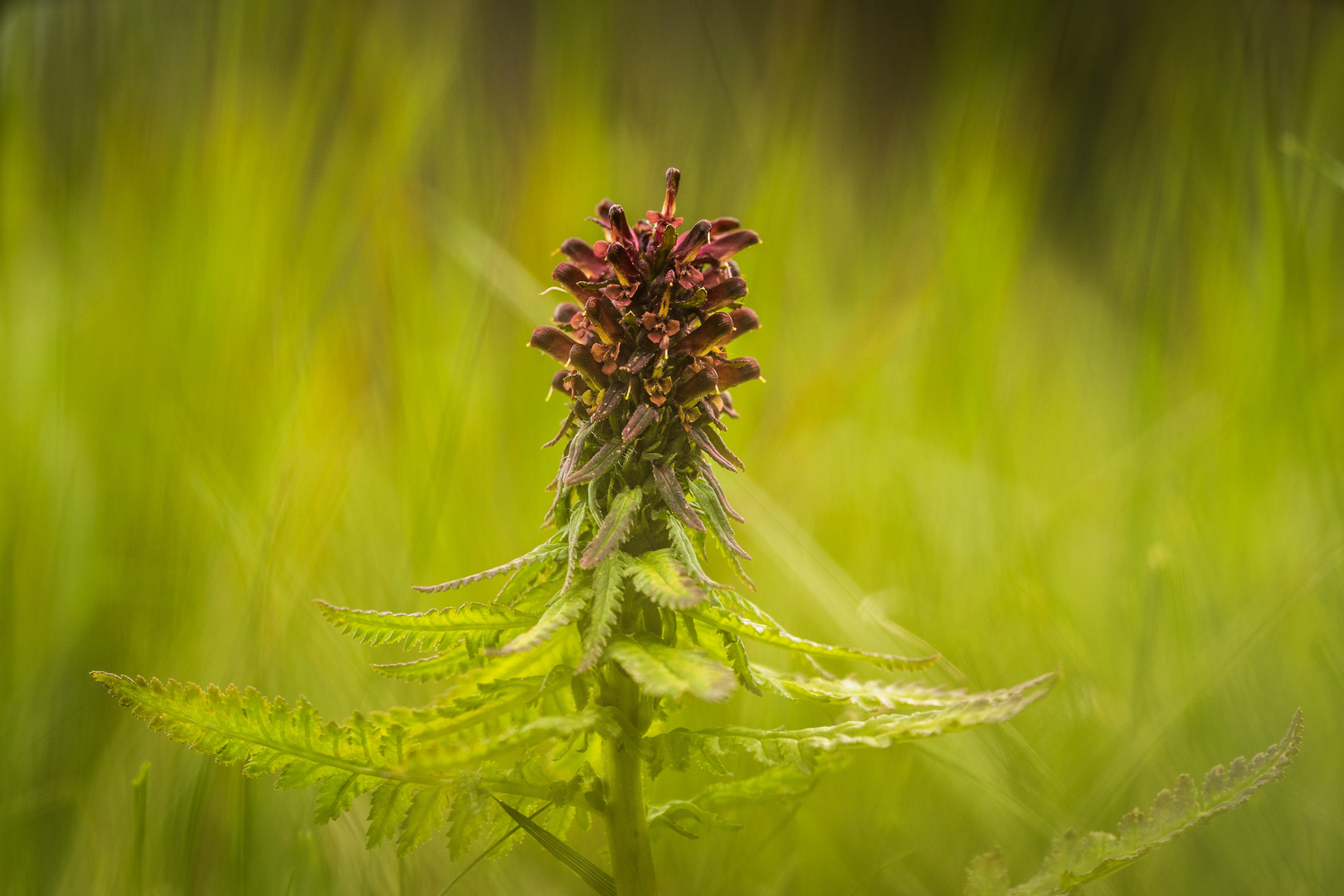 Pedicularis recutita