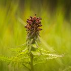 Pedicularis recutita