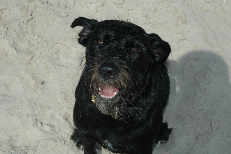 Pedro am Strand