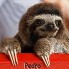 Pedro das kleine Faultier (Babysloth (3) )