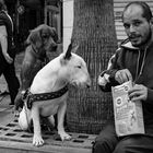 PEDRO WITH HIS TWO DOGS