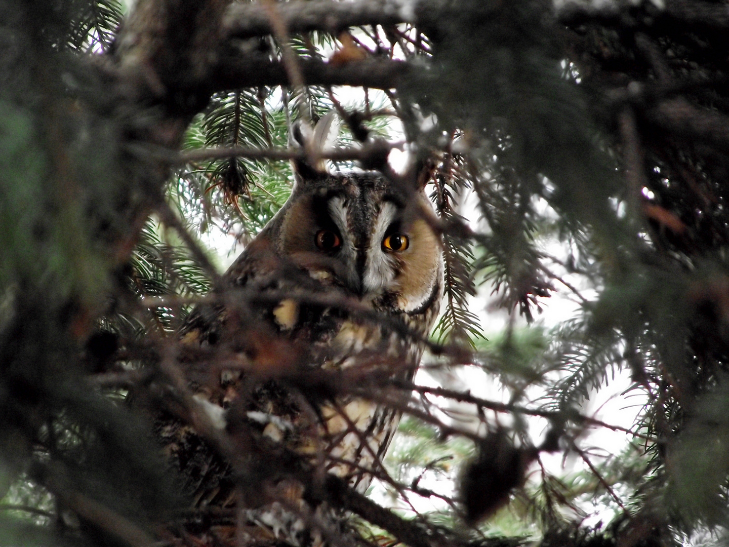 Peek-a-boo!