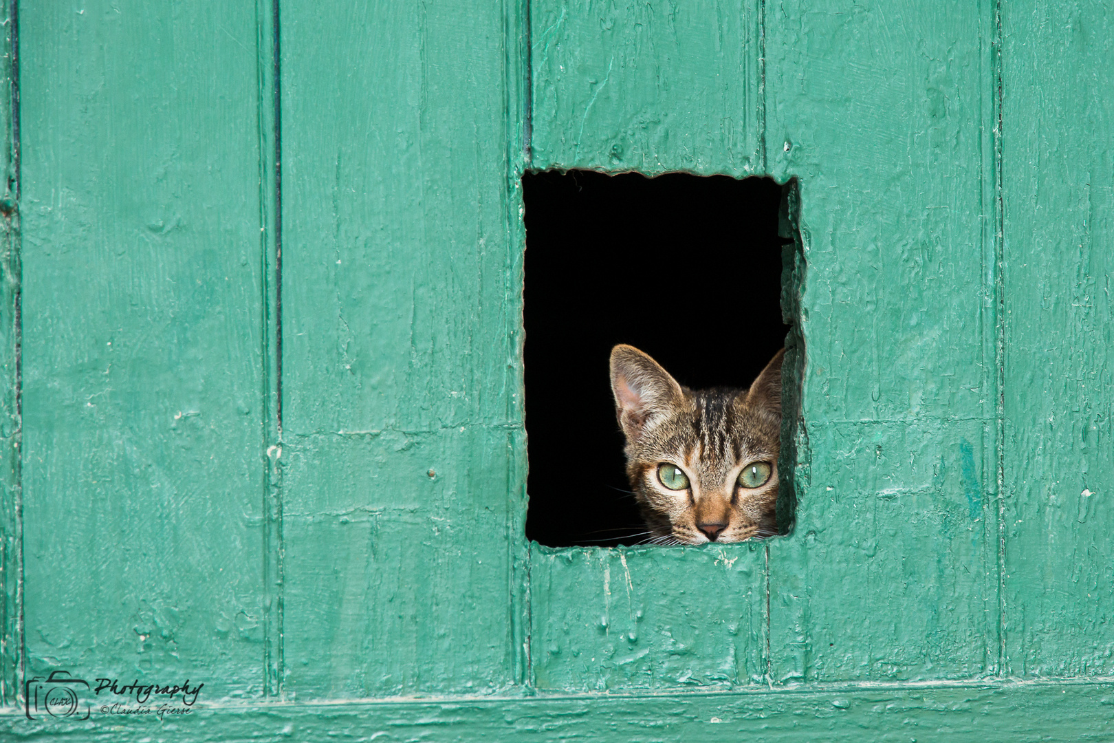 peek a boo - kleine Katze irgendwo auf Korsika