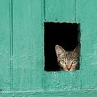 peek a boo - kleine Katze irgendwo auf Korsika