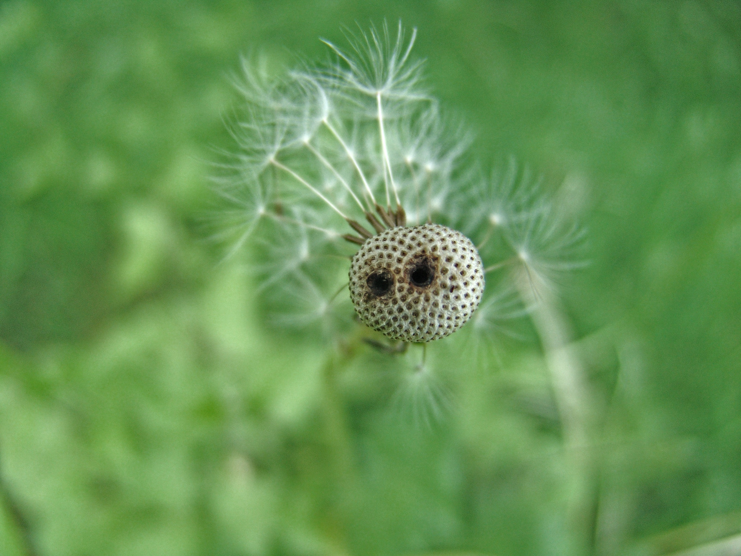 peekaboo!