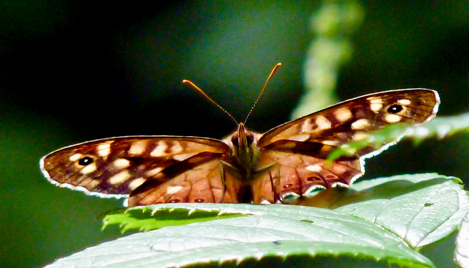 Peeking Butterfly