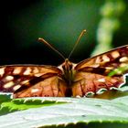 Peeking Butterfly