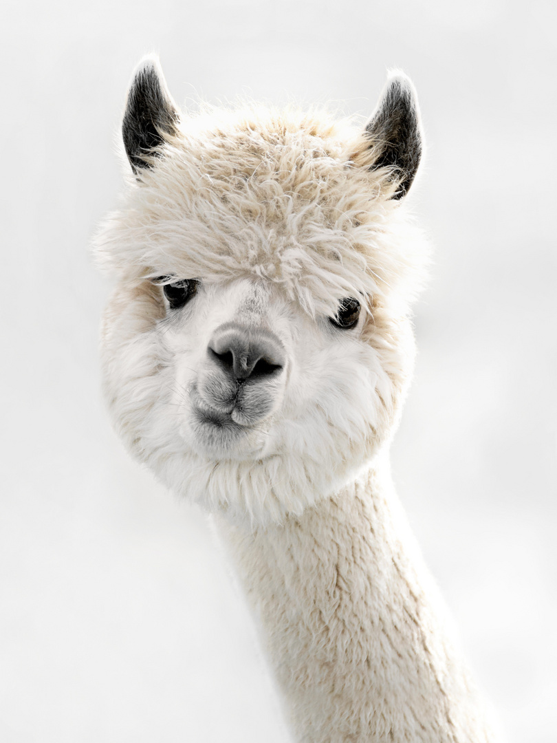 Peeky Alpaca