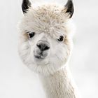 Peeky Alpaca