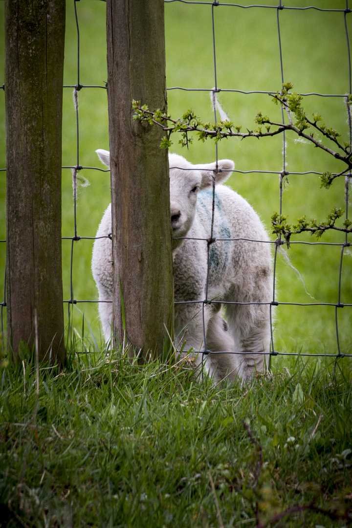 Peeping Lamb