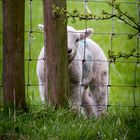 Peeping Lamb