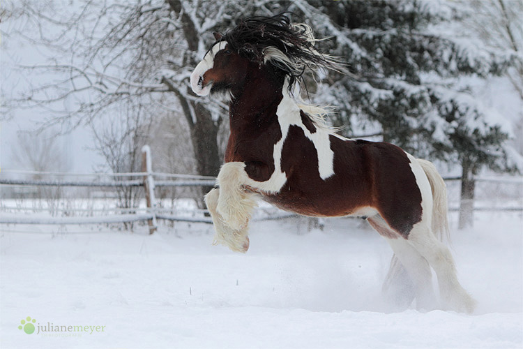 Pegasus