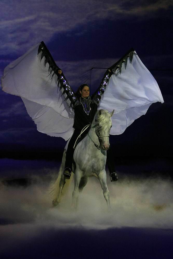 *Pegasus* Foto & Bild | tiere, haustiere, pferde, esel, maultiere