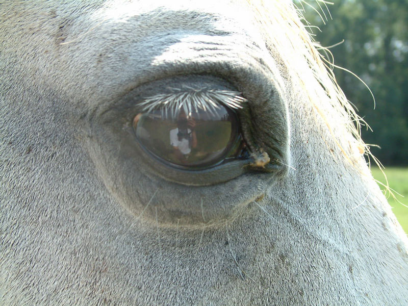 Pegasus eye