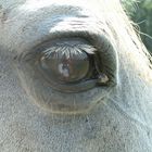 Pegasus eye