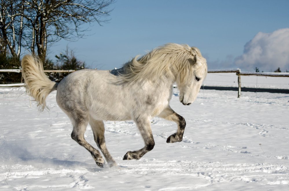 Pegasus im Schnee