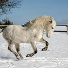 Pegasus im Schnee