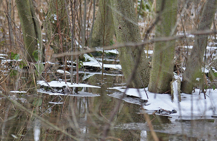 - Pegelstand im Auenwald -