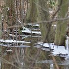 - Pegelstand im Auenwald -