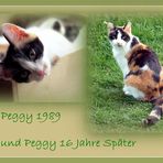 Peggy für Gittis Katzen-Zeitraffer