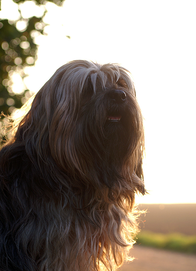 Peggy im Gegenlicht