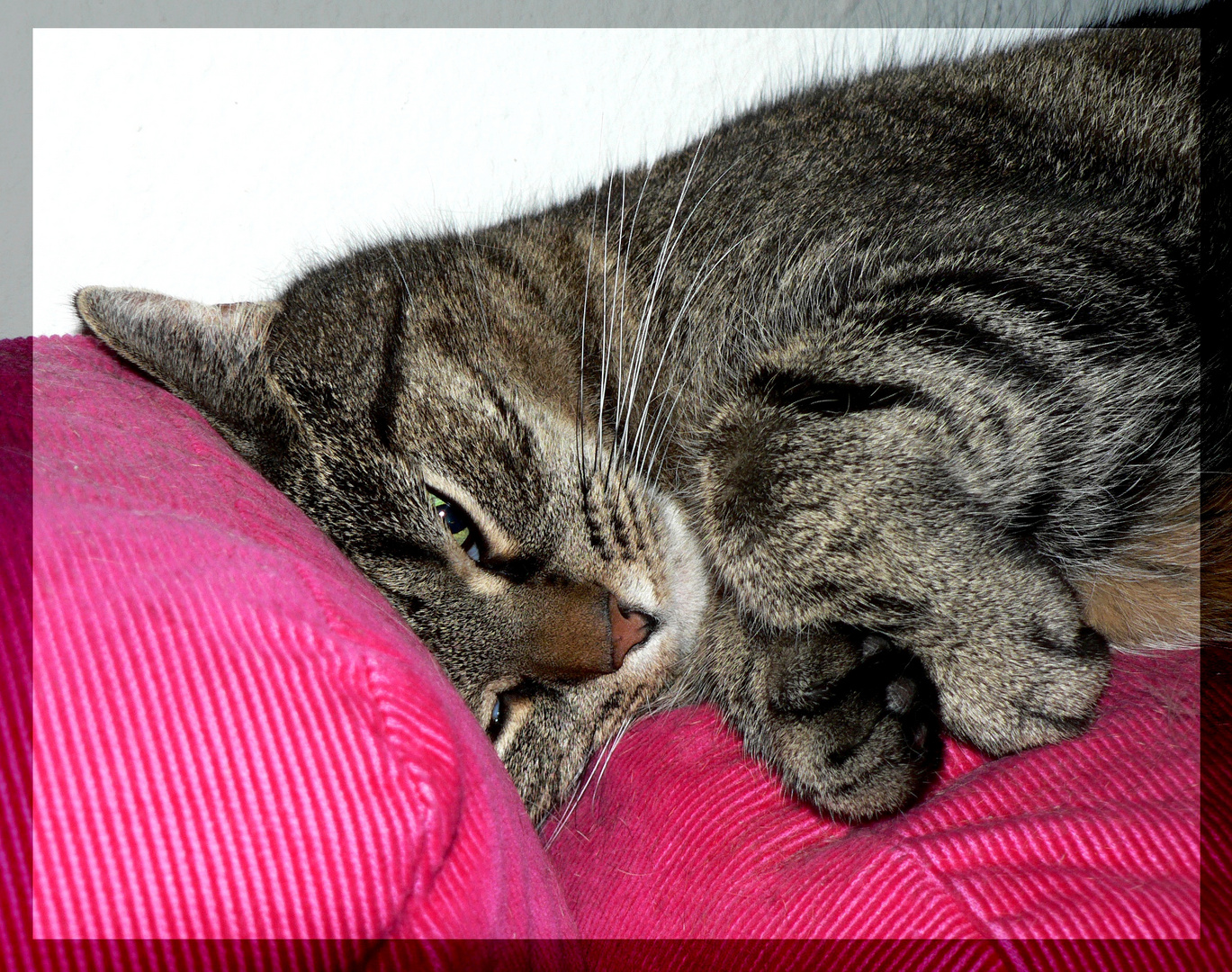 Peggy und das pinke Sofa