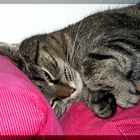 Peggy und das pinke Sofa