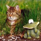 Peggy und der Frosch