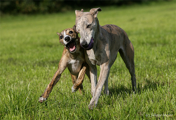 Peggy und Rosa