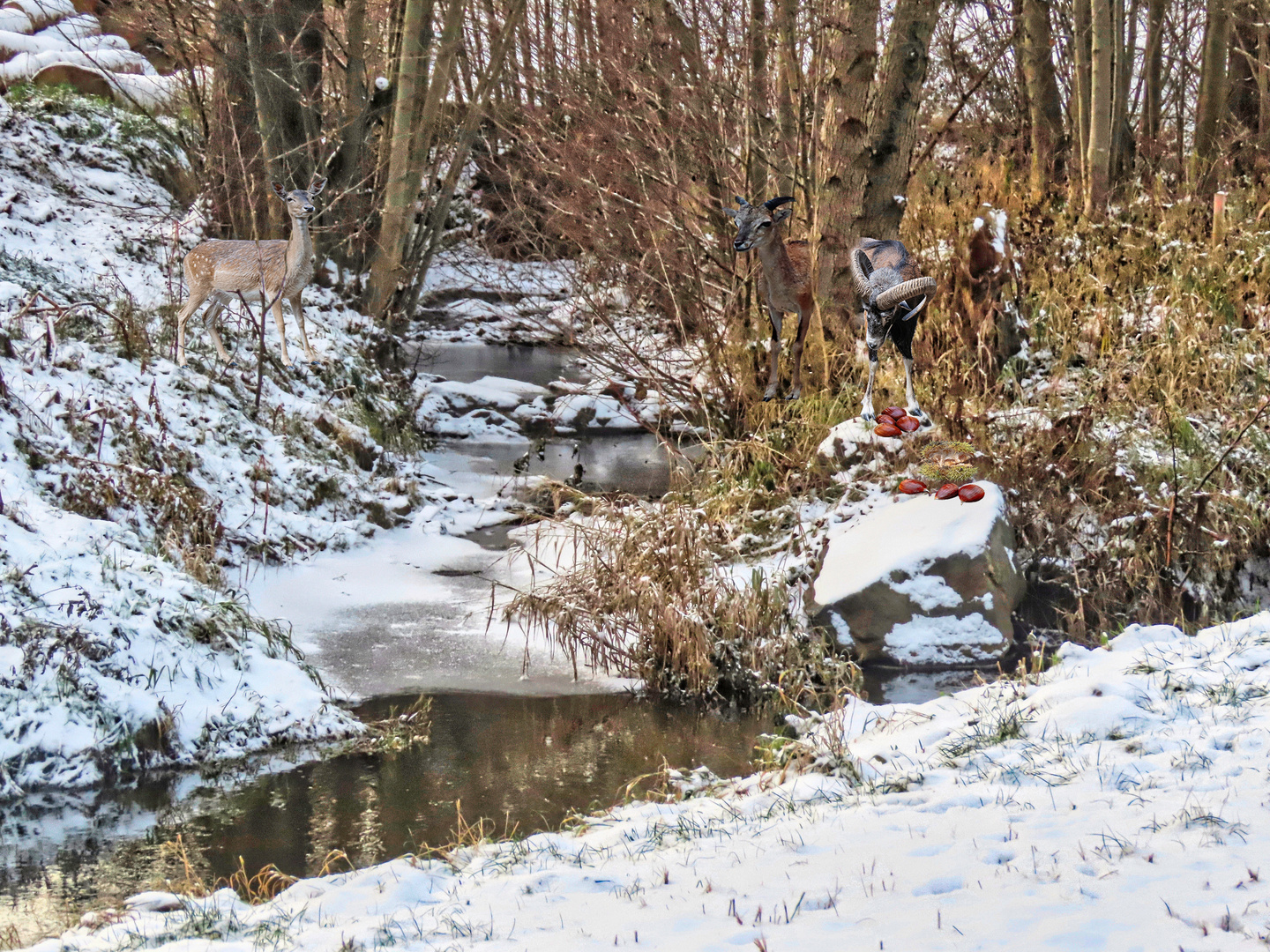 Pegnitz mit Wild im Winter