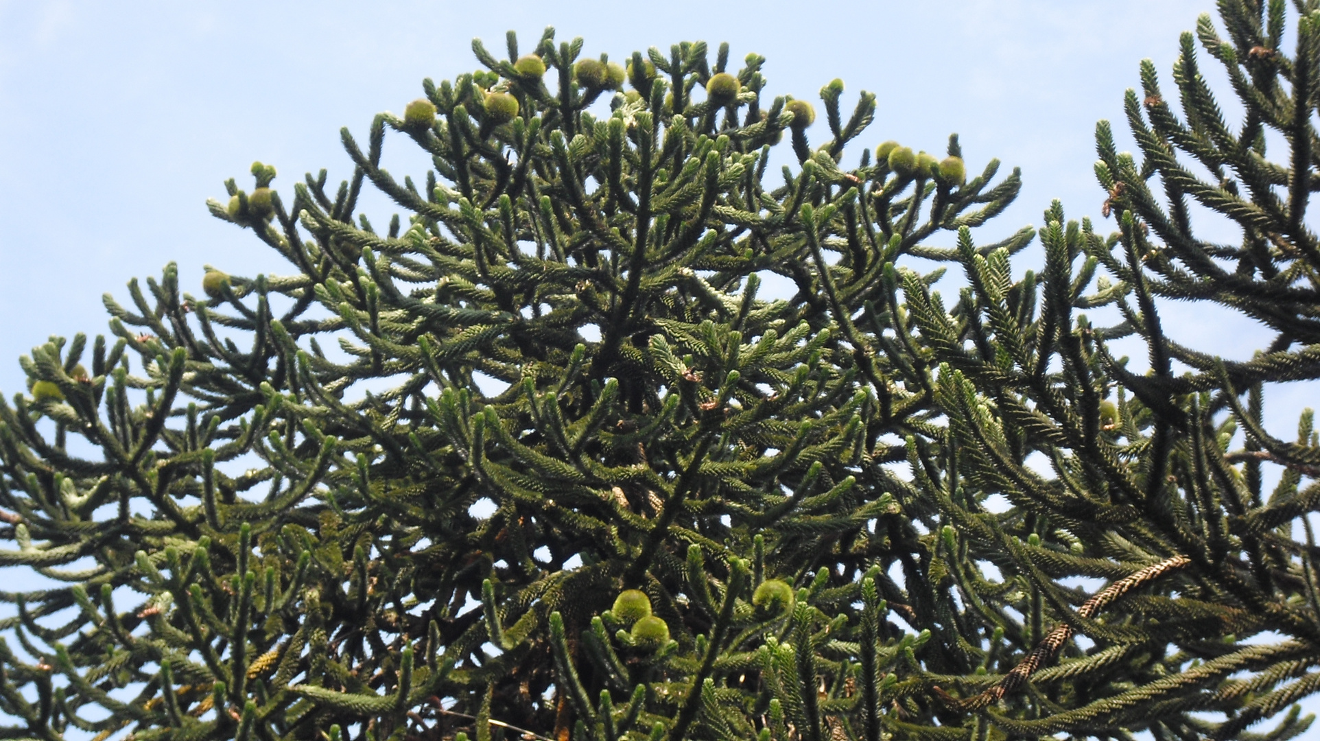 Pehuen - Araucaria araucana