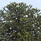 Pehuen - Araucaria araucana