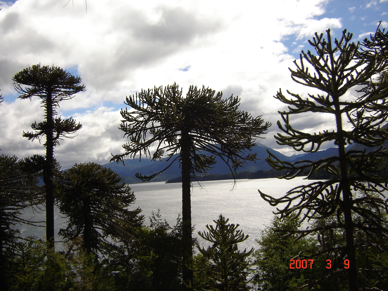 Pehuenes en el Lago Moquehue