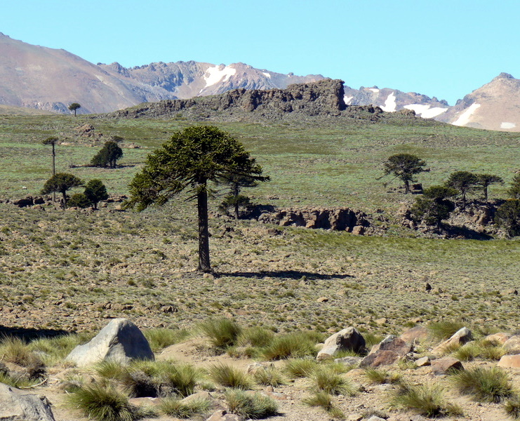 pehuenes patagonicos...