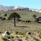 pehuenes patagonicos...