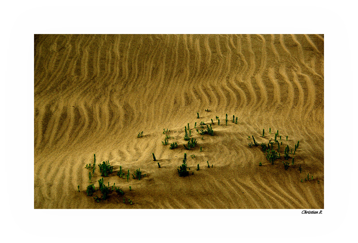 Peigner la dune...