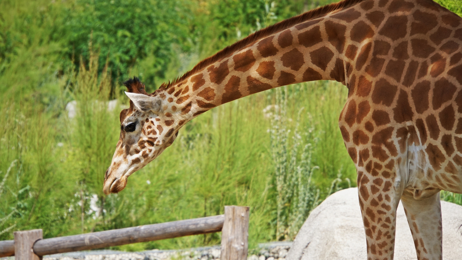 Peigner La Girafe Photo Et Image Exercices Photo Special Images Fotocommunity