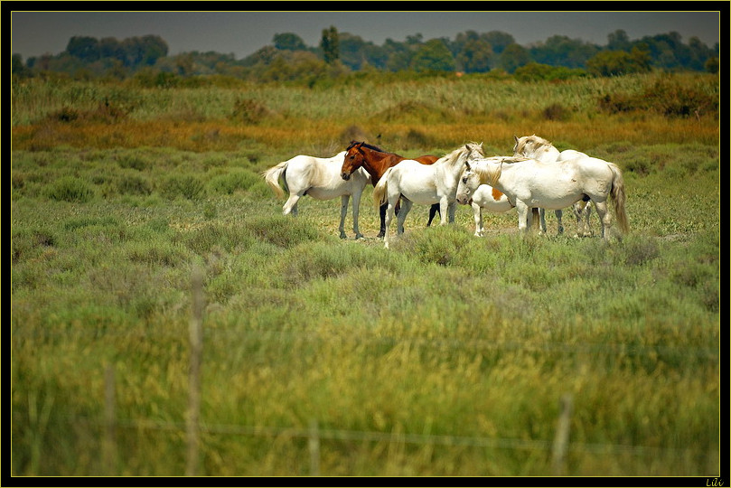 Peinture équestre (chevaux de camargue)