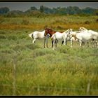 Peinture équestre (chevaux de camargue)